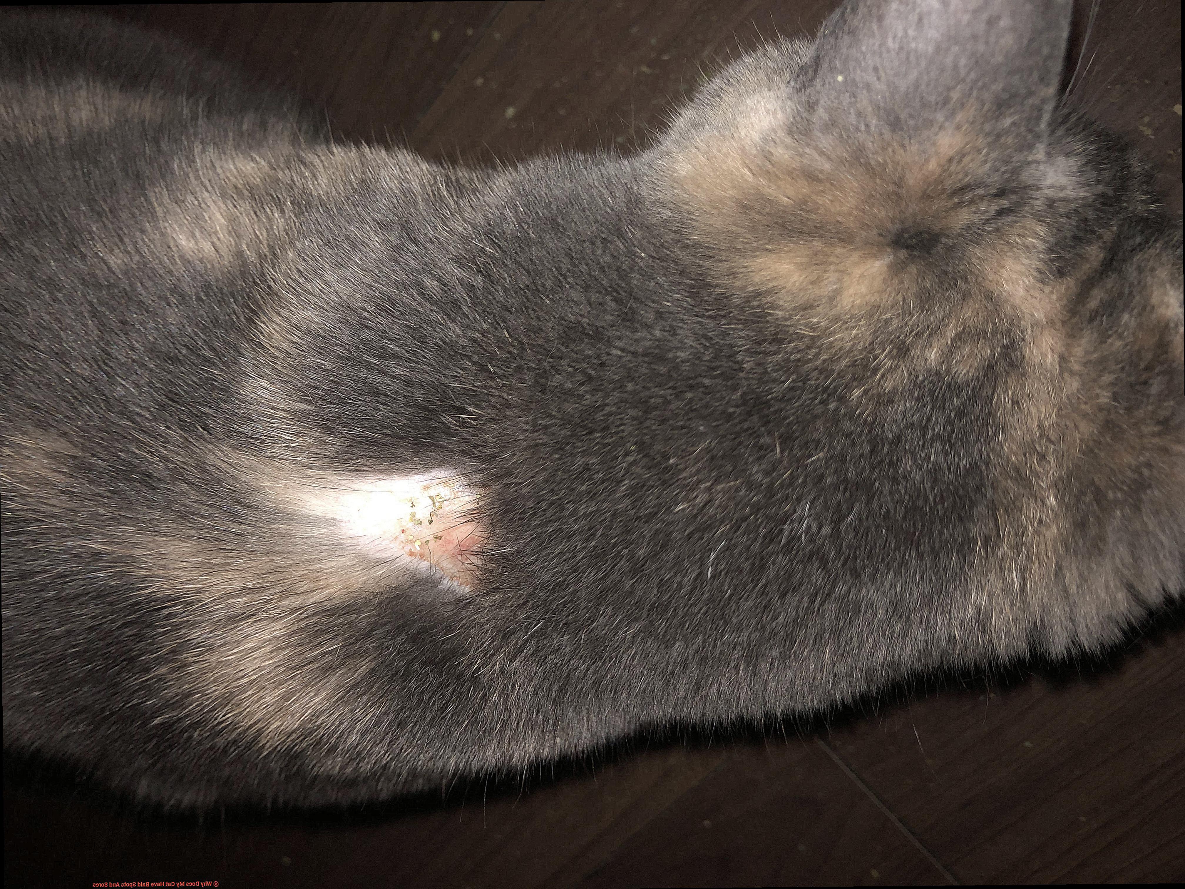 Why Does My Cat Have Bald Spots And Sores