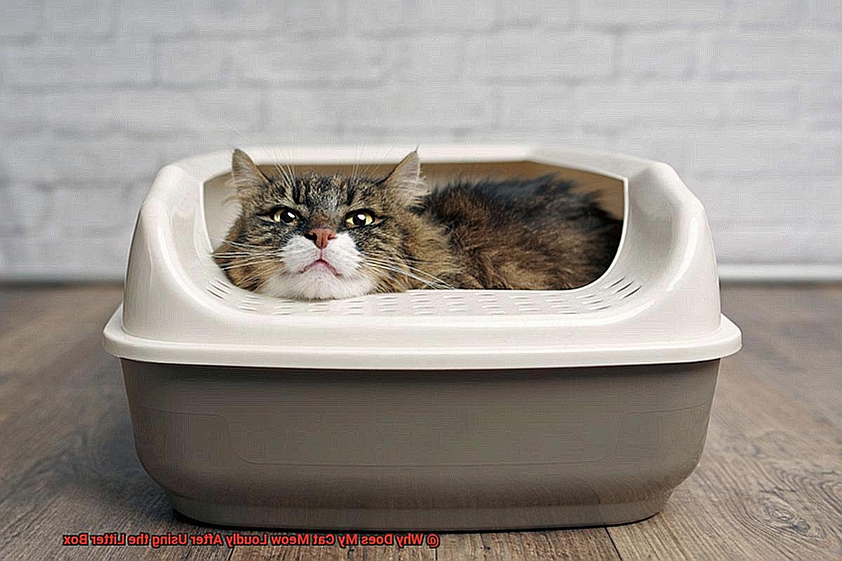 why-does-my-cat-meow-loudly-after-using-the-litter-box-21cats