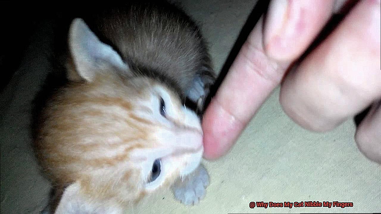 Why Does My Cat Nibble My Fingers-11