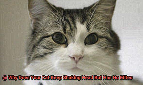 Why Does Your Cat Keep Shaking Head But Has No Mites-5