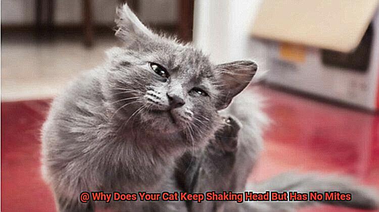 Why Does Your Cat Keep Shaking Head But Has No Mites-4