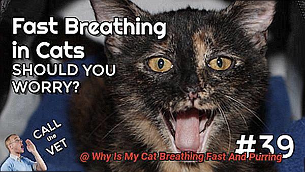 Why Is My Cat Breathing Fast And Purring-3