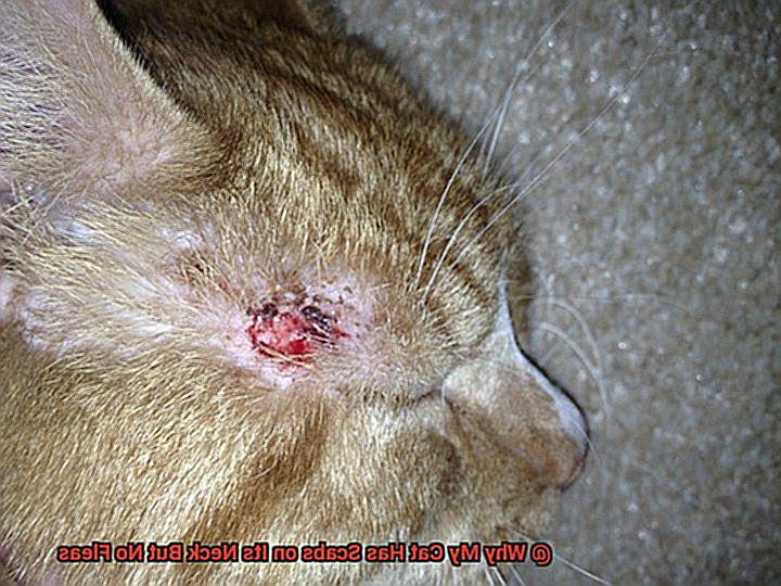 Why My Cat Has Scabs on Its Neck But No Fleas-3