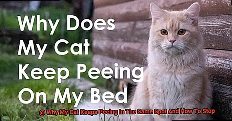 Why My Cat Keeps Peeing In The Same Spot And How To Stop? - 21Cats.org