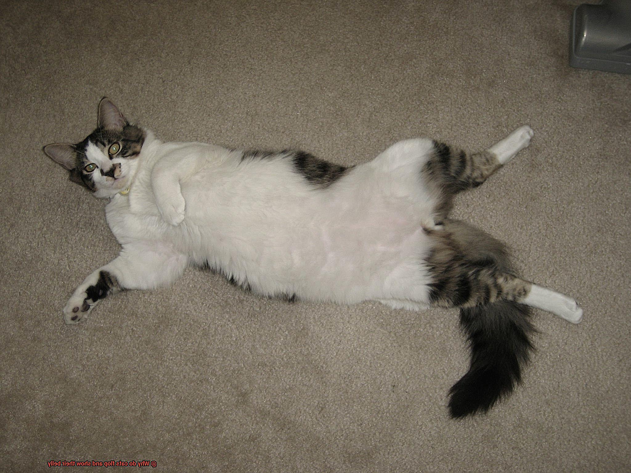 Why do cats flop and show their belly-3
