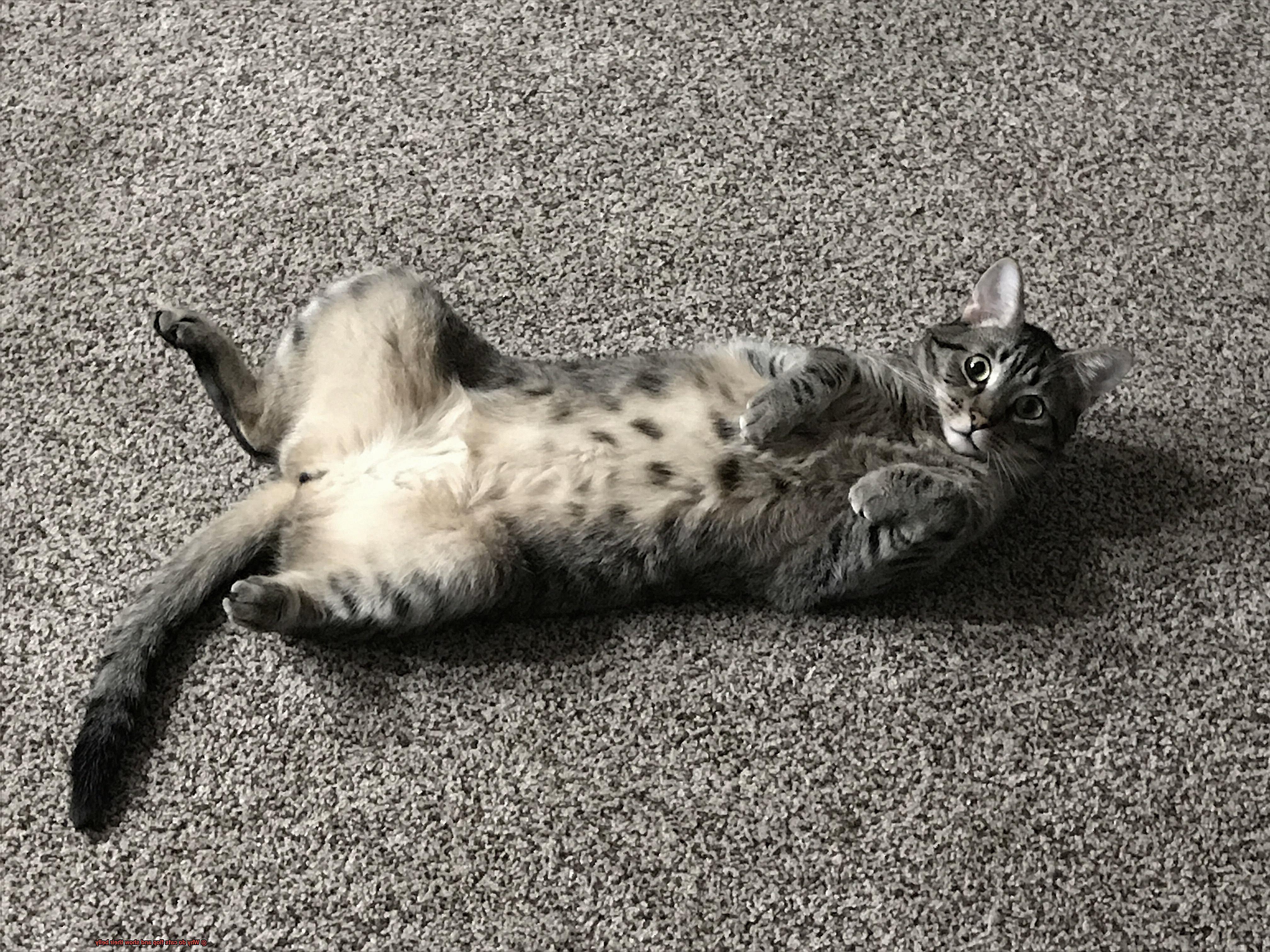 Why do cats flop and show their belly-2