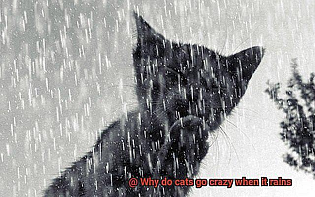 Why do cats go crazy when it rains-3