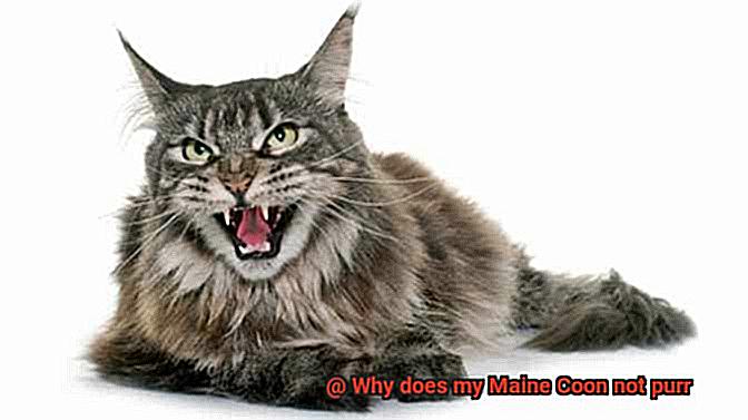 Why does my Maine Coon not purr-3