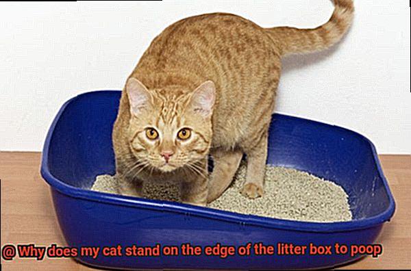 Why does my cat stand on the edge of the litter box to poop-8