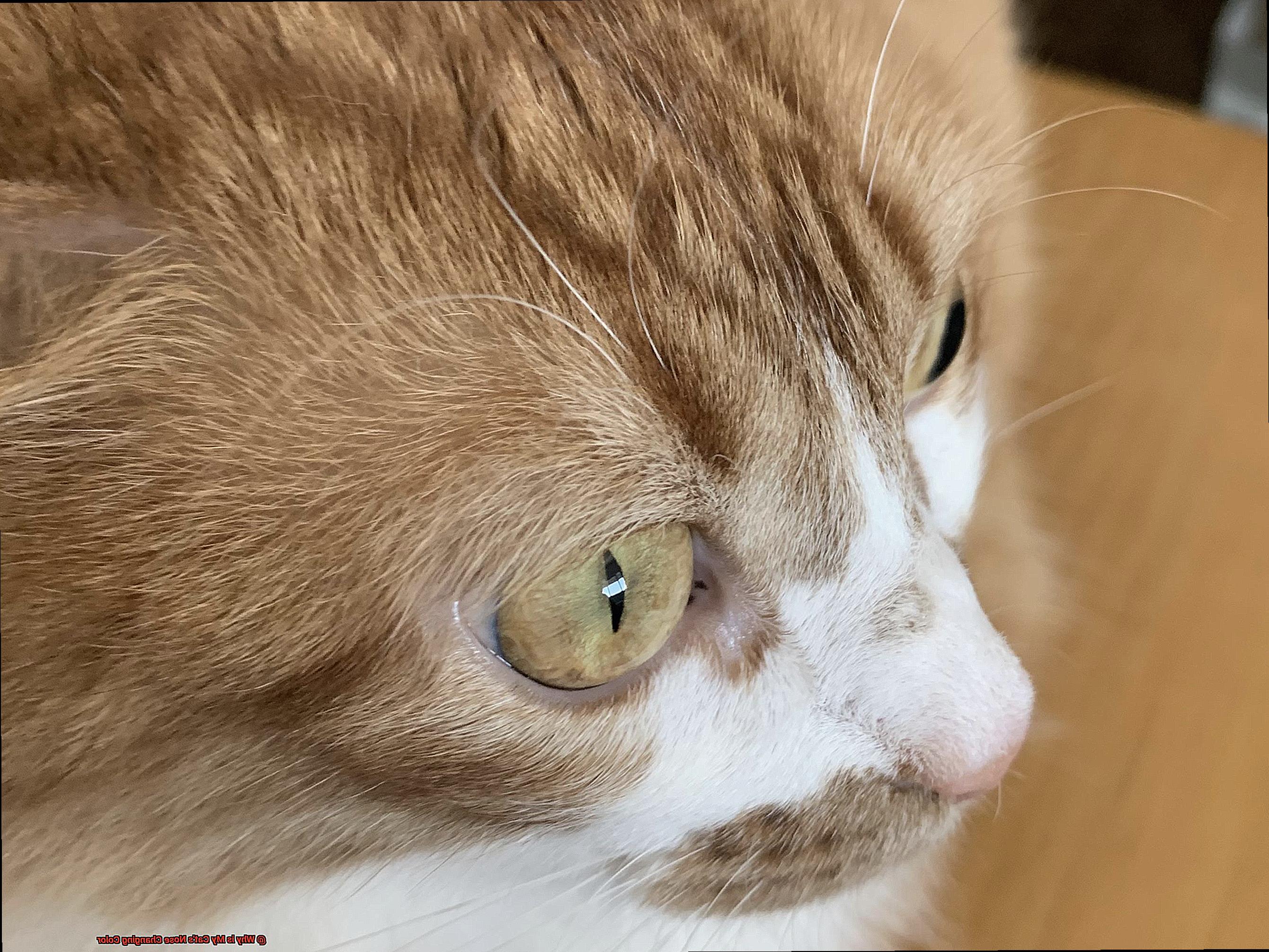 Why is My Cat's Nose Changing Color-7
