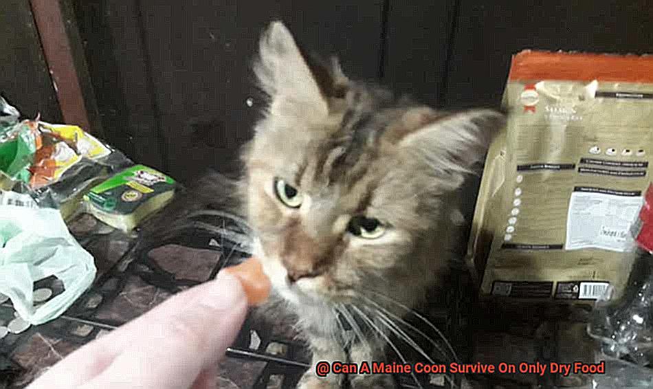 Can A Maine Coon Survive On Only Dry Food-2
