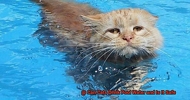 Can Cats Drink Pool Water and Is It Safe-6