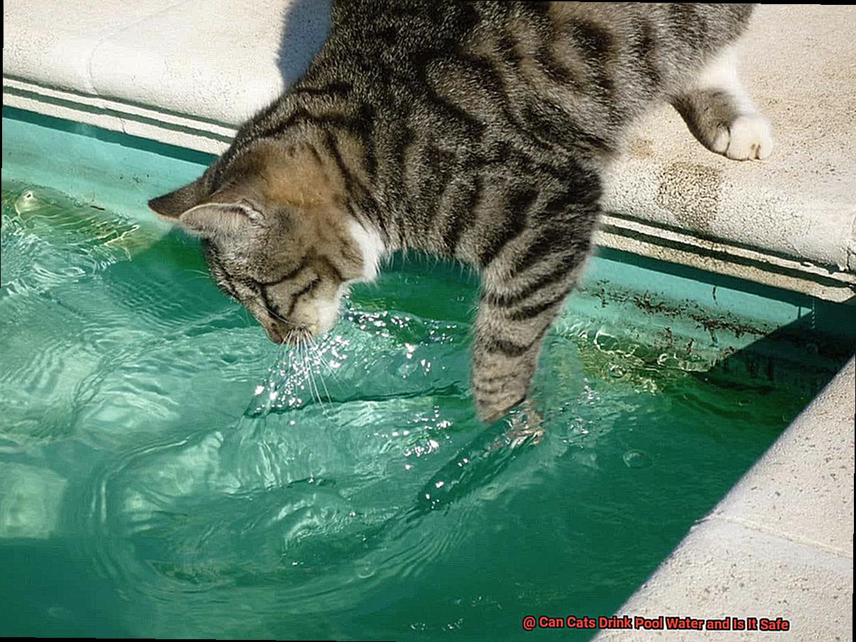 Can Cats Drink Pool Water and Is It Safe-7
