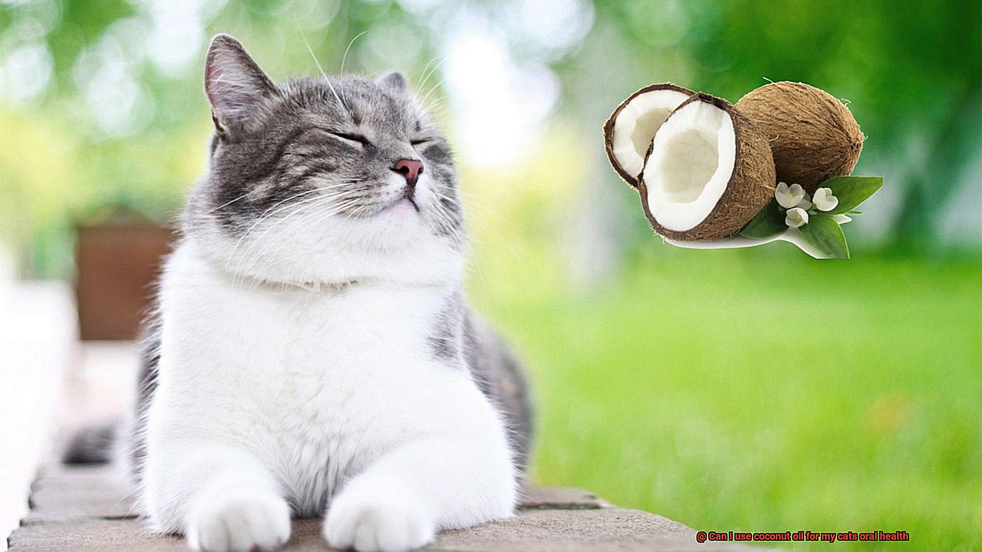 Can I use coconut oil for my cats oral health-2