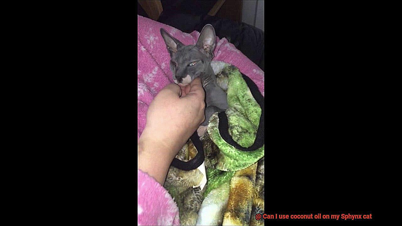 Can I use coconut oil on my Sphynx cat-2