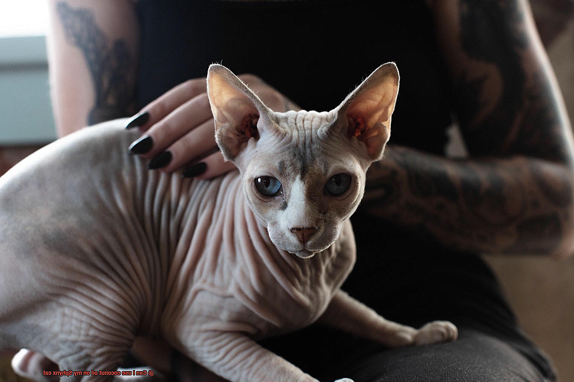 Can I use coconut oil on my Sphynx cat-3