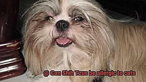 Can Shih Tzus be allergic to cats-6