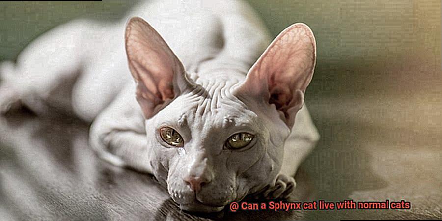 Can a Sphynx cat live with normal cats-3