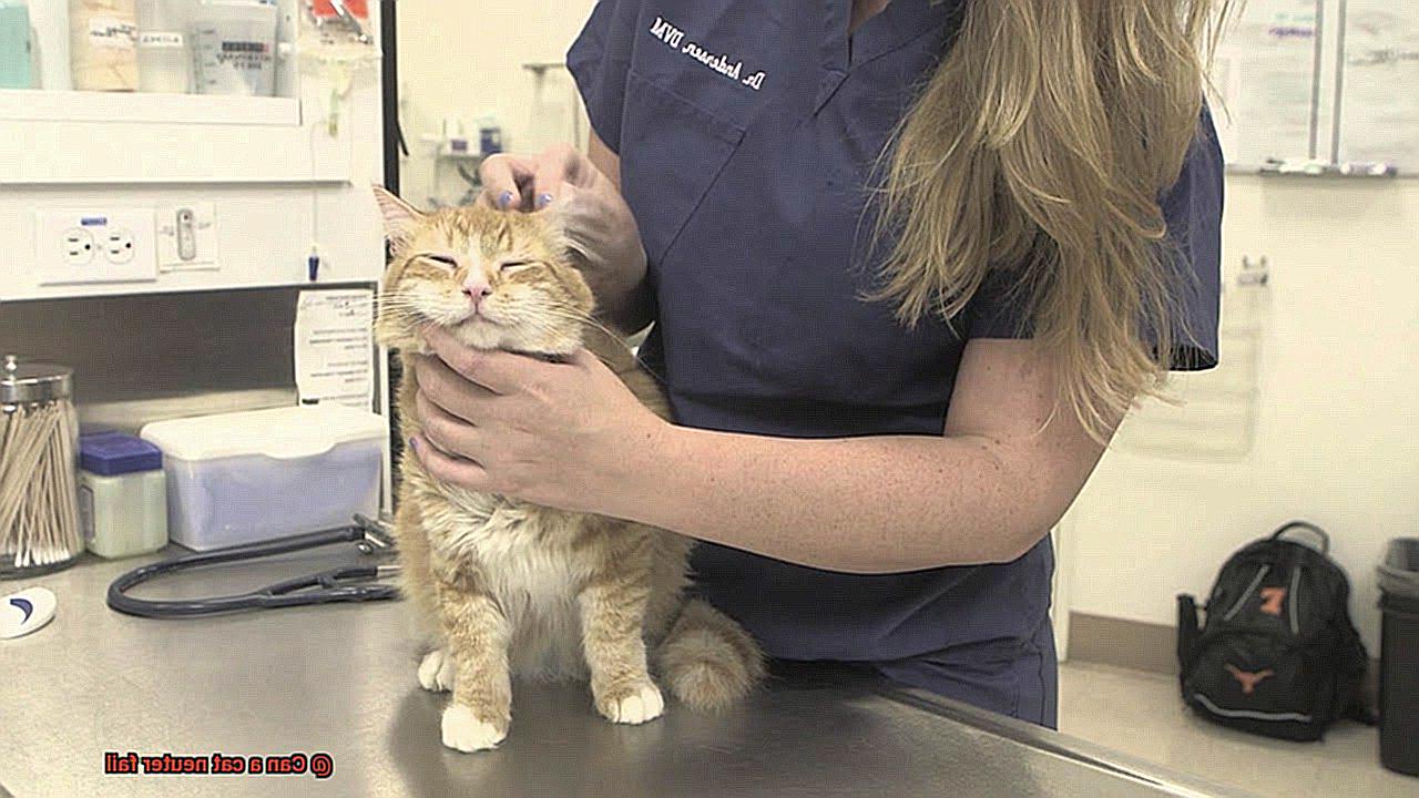 Can a cat neuter fail-4