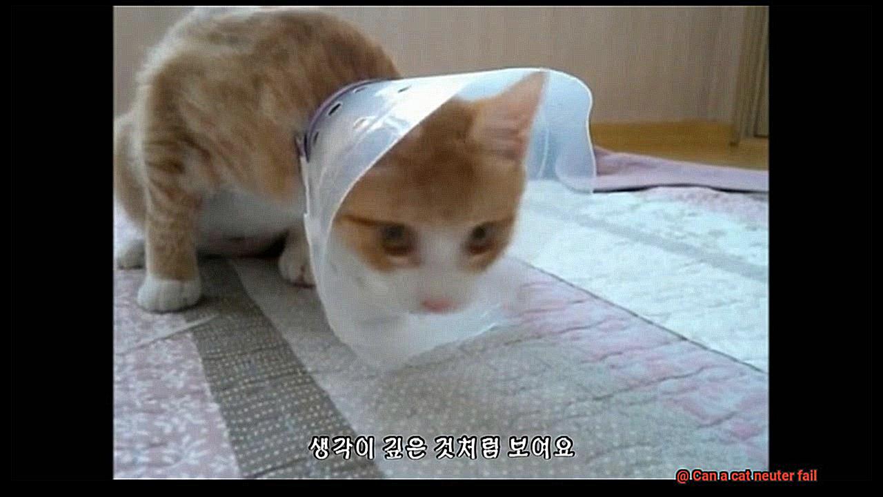 Can a cat neuter fail-3