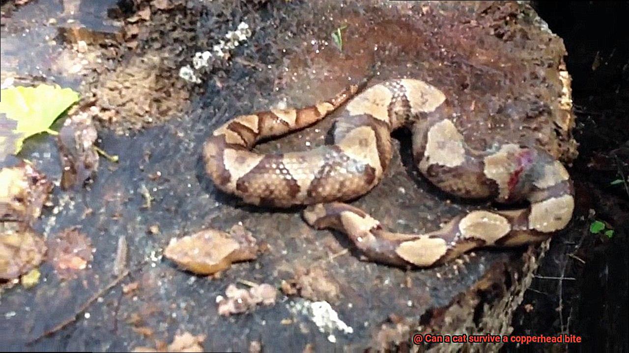 Can a cat survive a copperhead bite-2