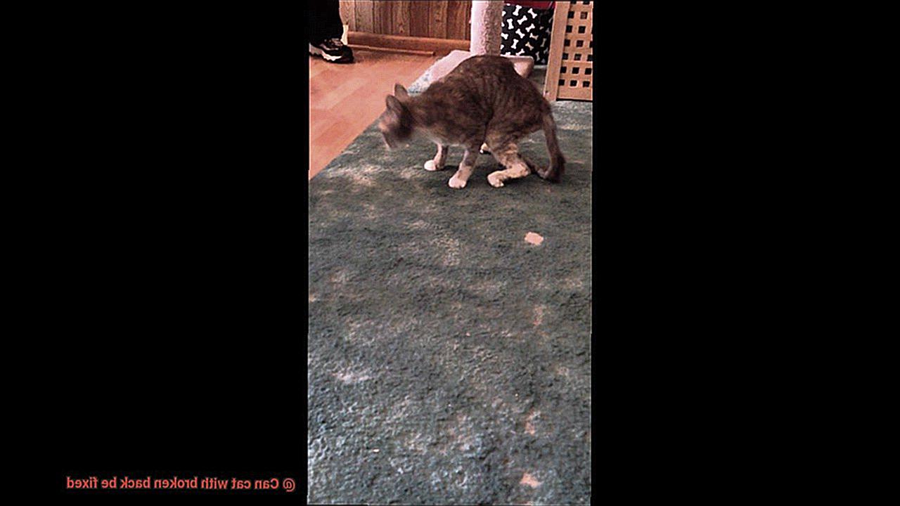 Can cat with broken back be fixed-4