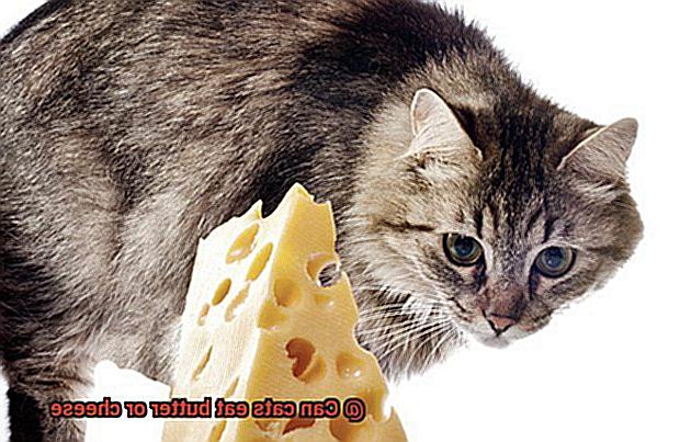 Can cats eat butter or cheese-6