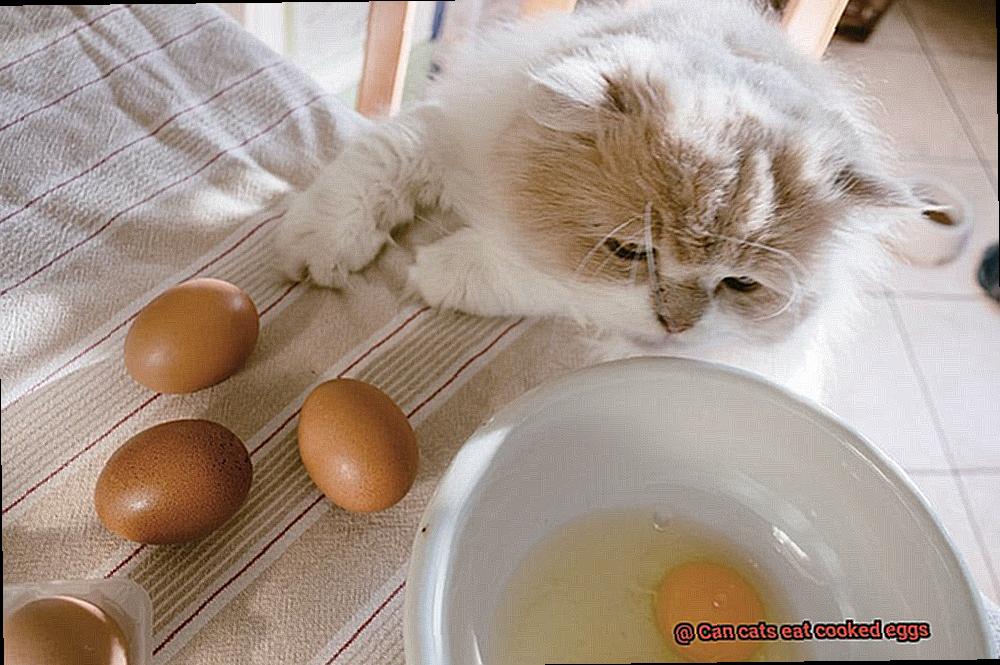 Can cats eat cooked eggs-4