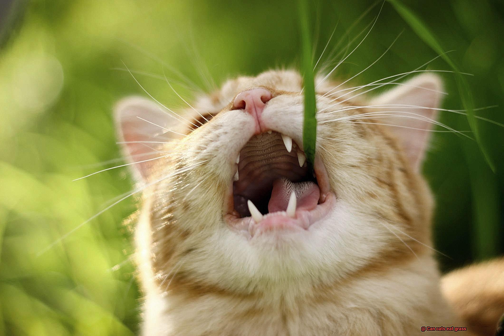 Can cats eat grass-2