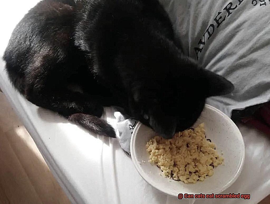 Can cats eat scrambled egg-7