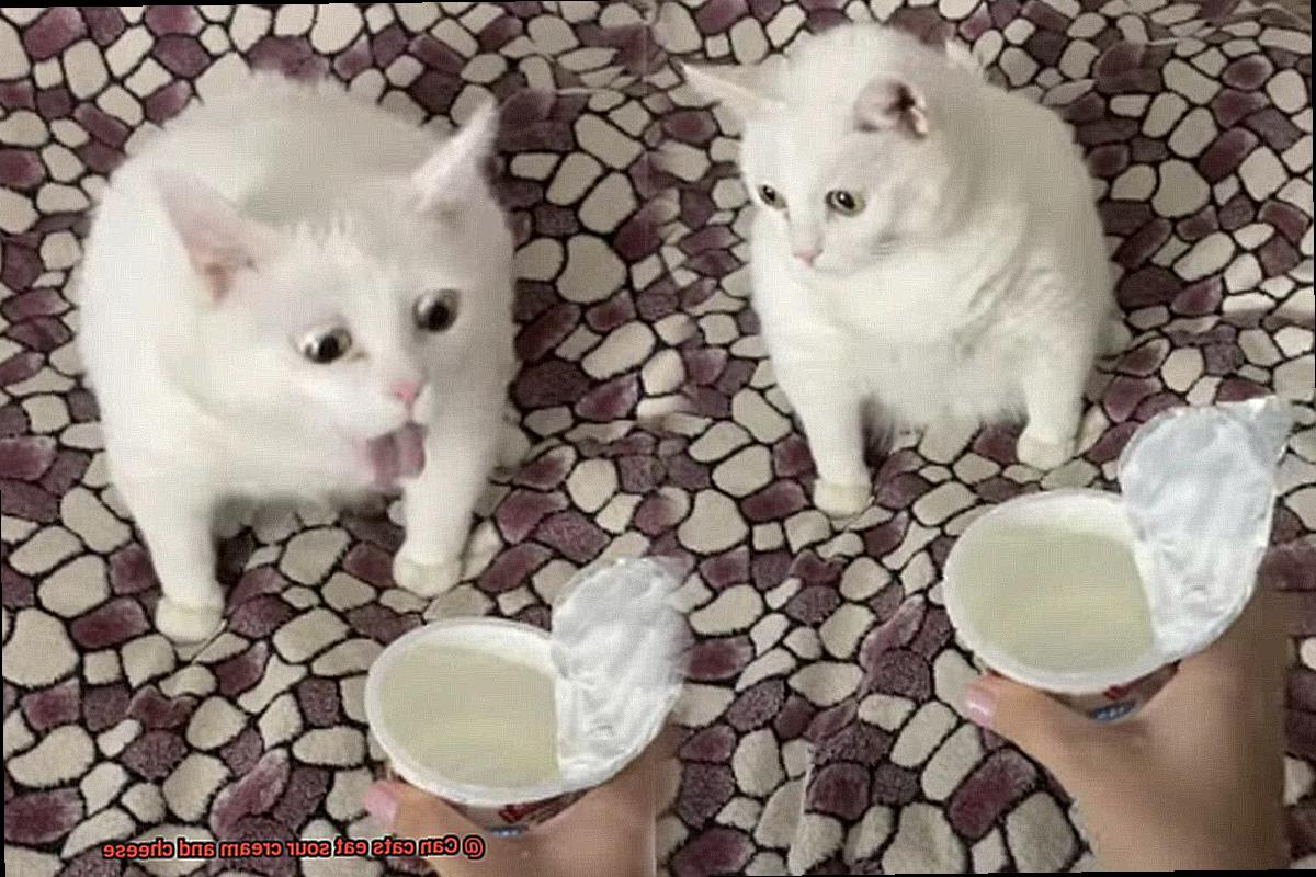 Can cats eat sour cream and cheese-3