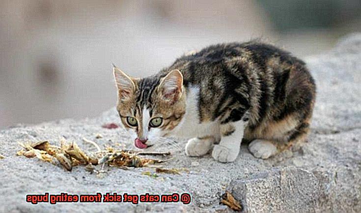 Can cats get sick from eating bugs-4