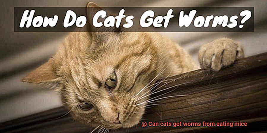 can-cats-get-worms-from-eating-mice-21cats