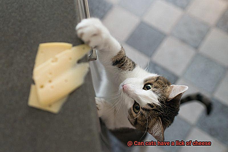 Can cats have a lick of cheese-3