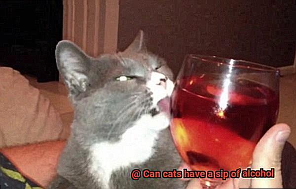 Can cats have a sip of alcohol-3