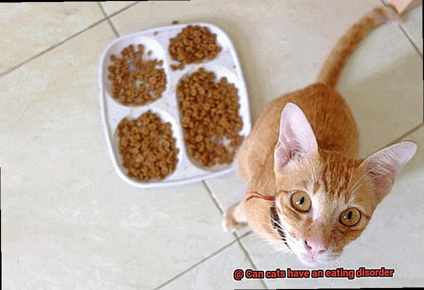 Can cats have an eating disorder-6