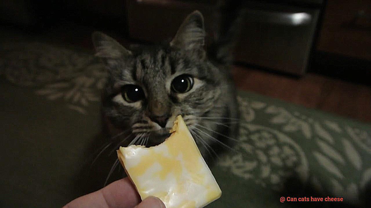 Can cats have cheese-2