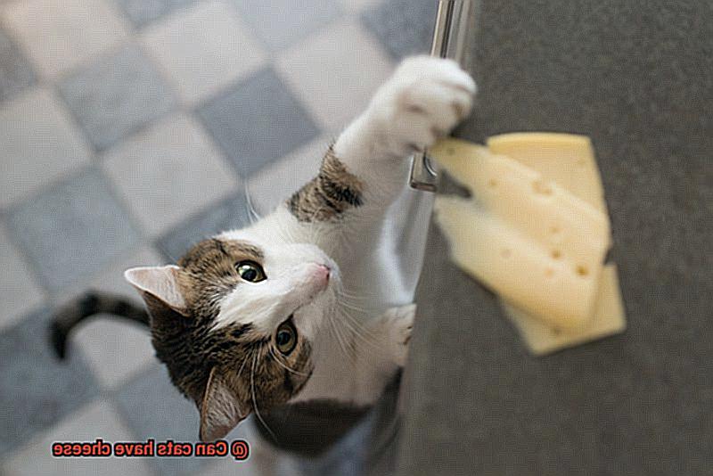 Can cats have cheese-3