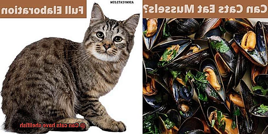 Can cats have shellfish-5