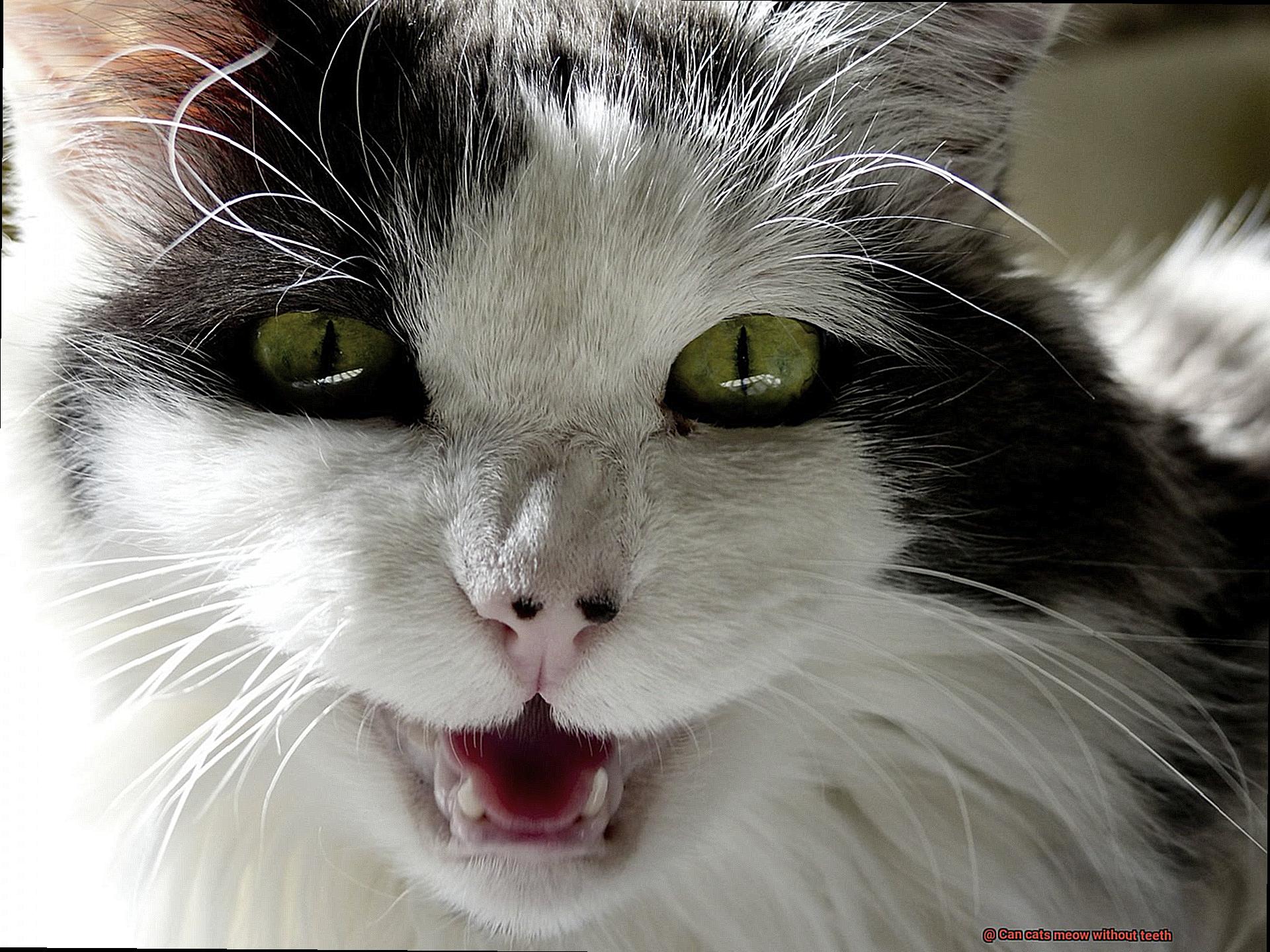 Can cats meow without teeth? - 21Cats.org