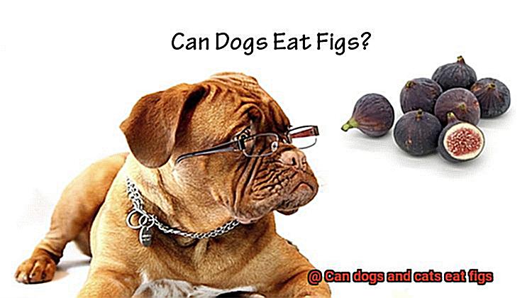 Can dogs and cats eat figs-3