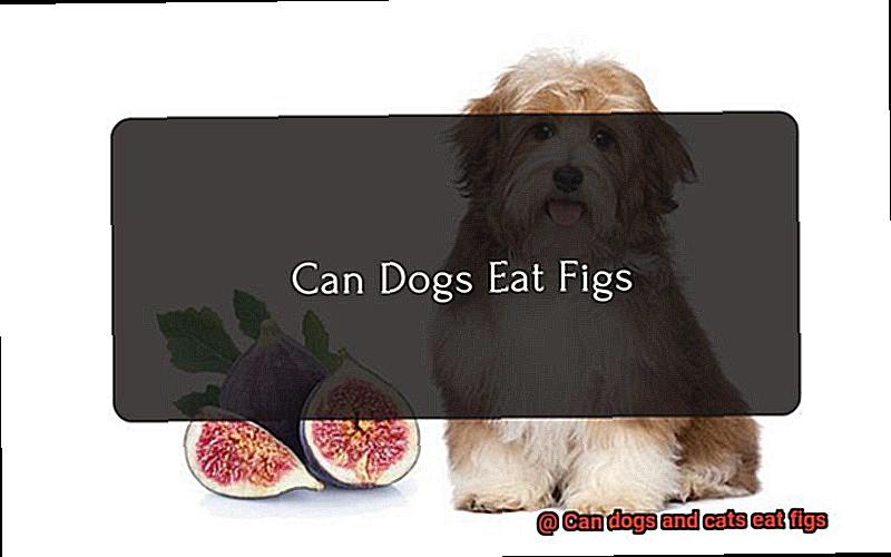 Can dogs and cats eat figs-4