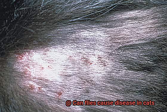 Can flies cause disease in cats-9