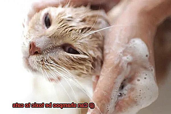Can shampoo be toxic to cats-3