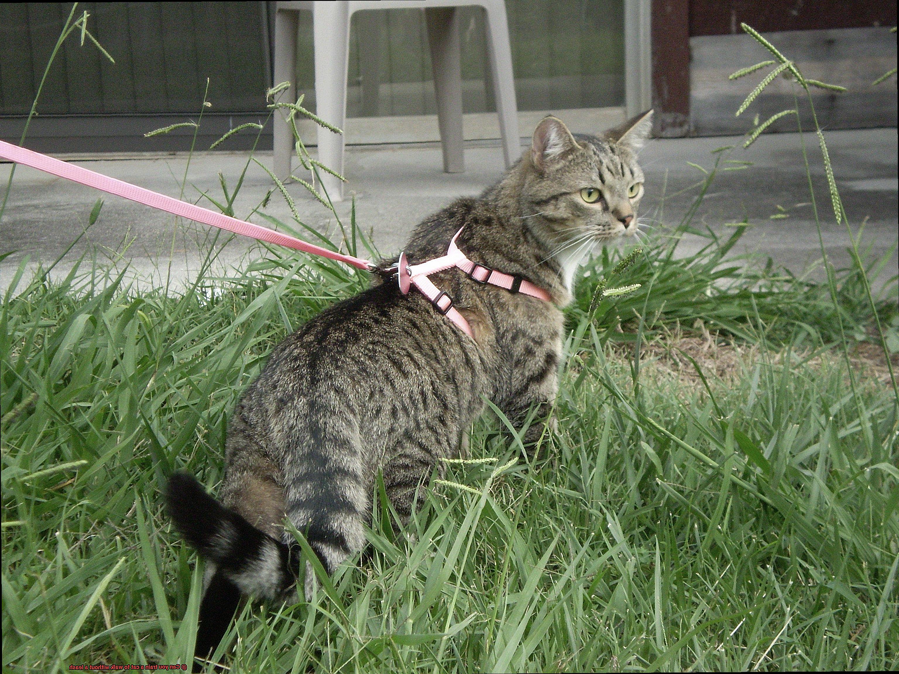 Can you train a cat to walk without a leash-5