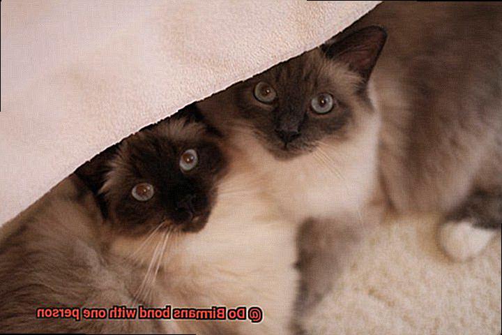 Do Birmans bond with one person-4