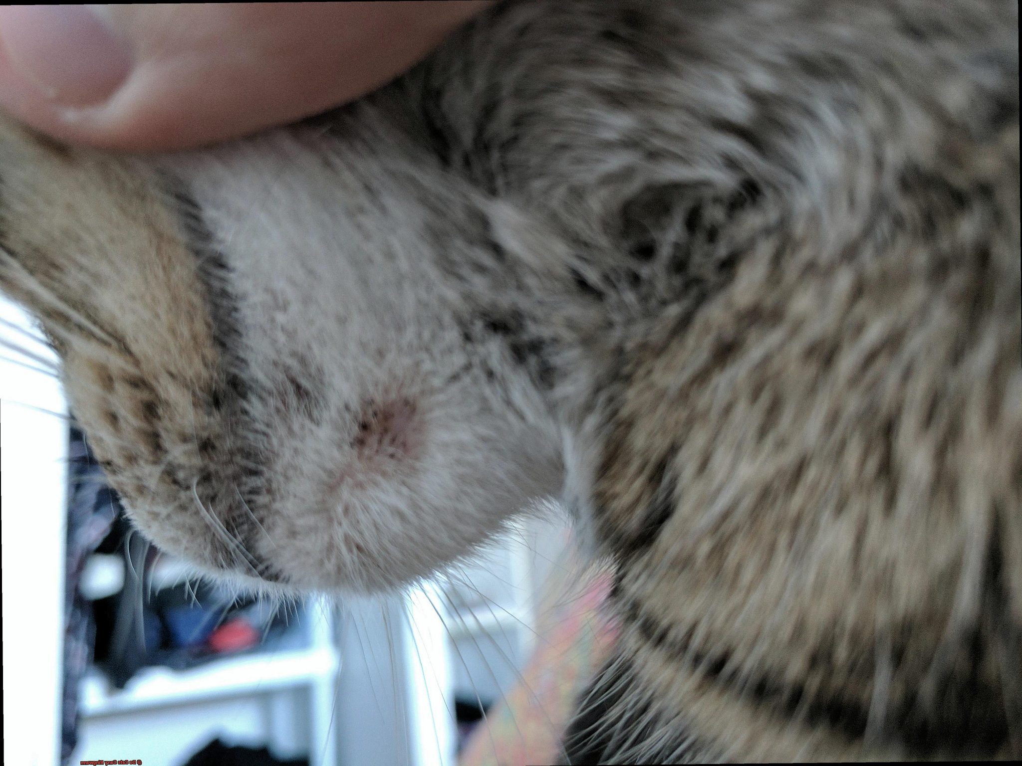 Do Cats Carry Ringworm? - 21Cats.org