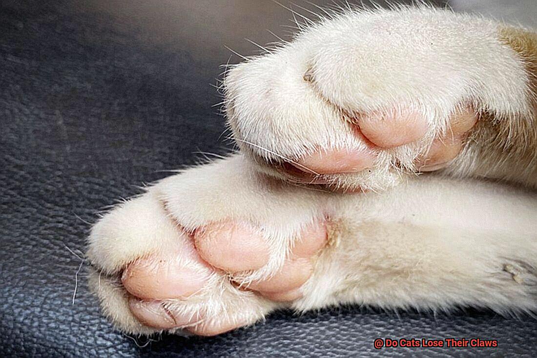 Do Cats Lose Their Claws?