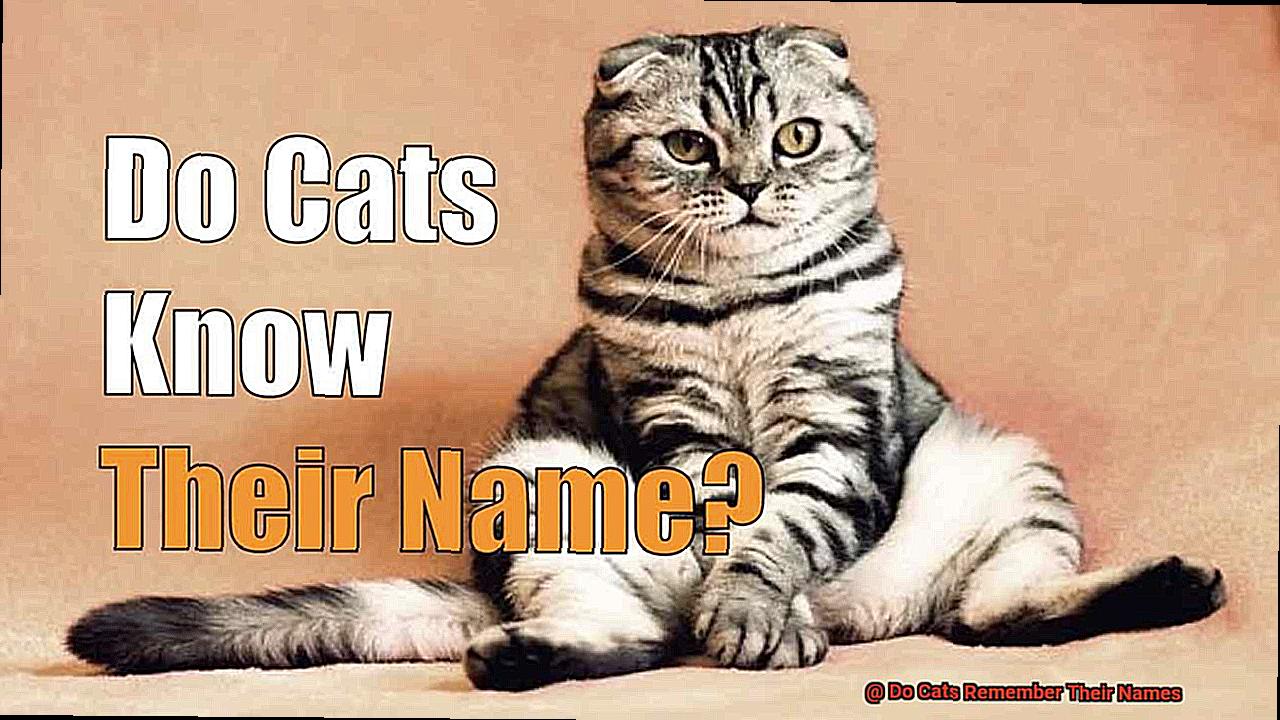 Do Cats Remember Their Names? - 21Cats.org