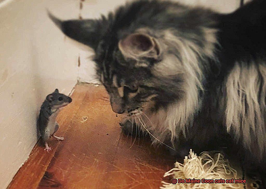 Do Maine Coon cats eat mice-6